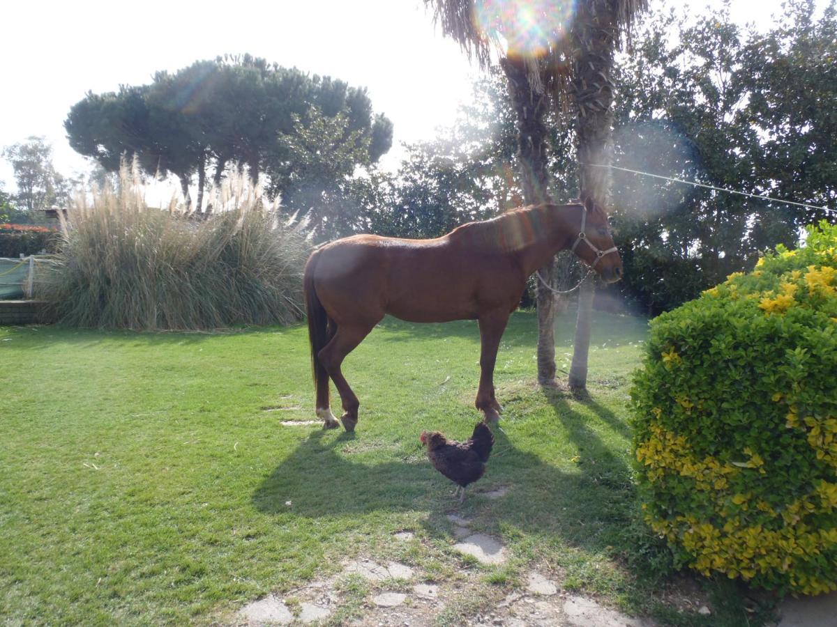 צ'יוויטווקיה B&B Villa Sans Souci מראה חיצוני תמונה