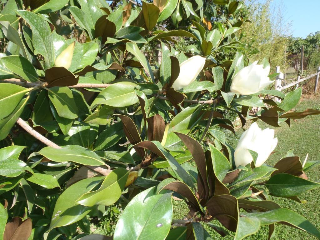 צ'יוויטווקיה B&B Villa Sans Souci מראה חיצוני תמונה